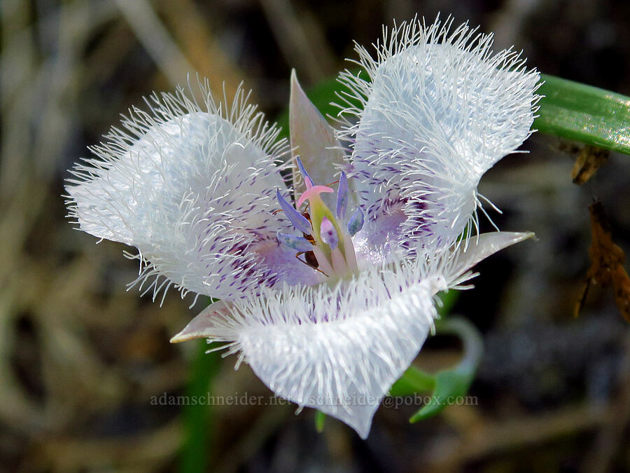 Tolmie's mariposa lily (Calochortus tolmiei) [Eight Dollar Mountain, Josephine County, Oregon]