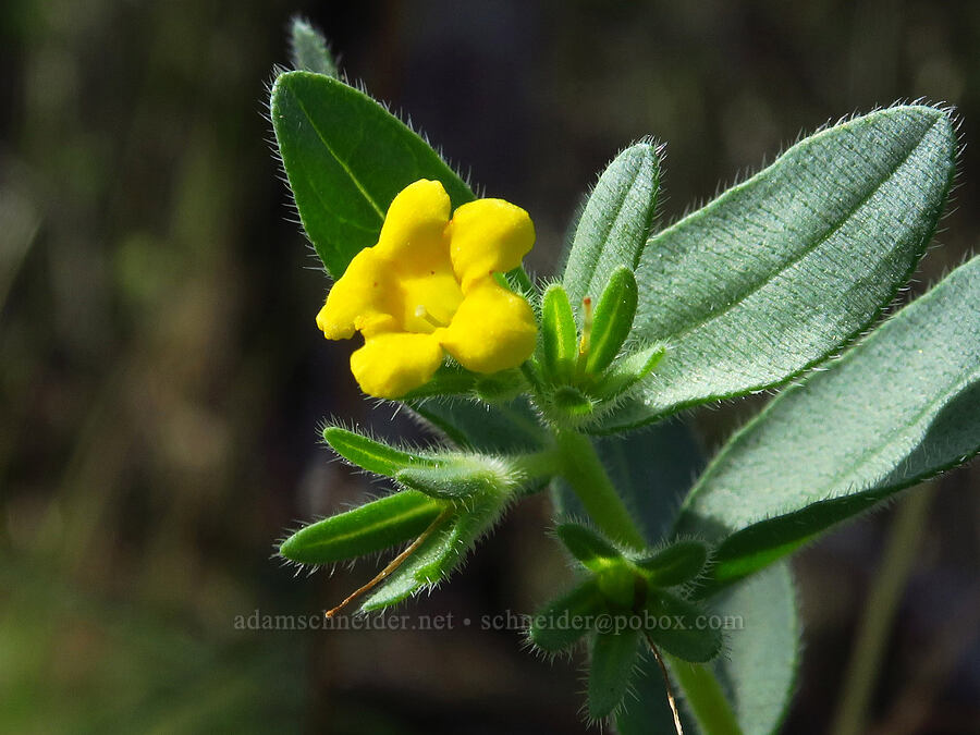 California puccoon (Lithospermum californicum) [Eight Dollar Mountain, Josephine County, Oregon]