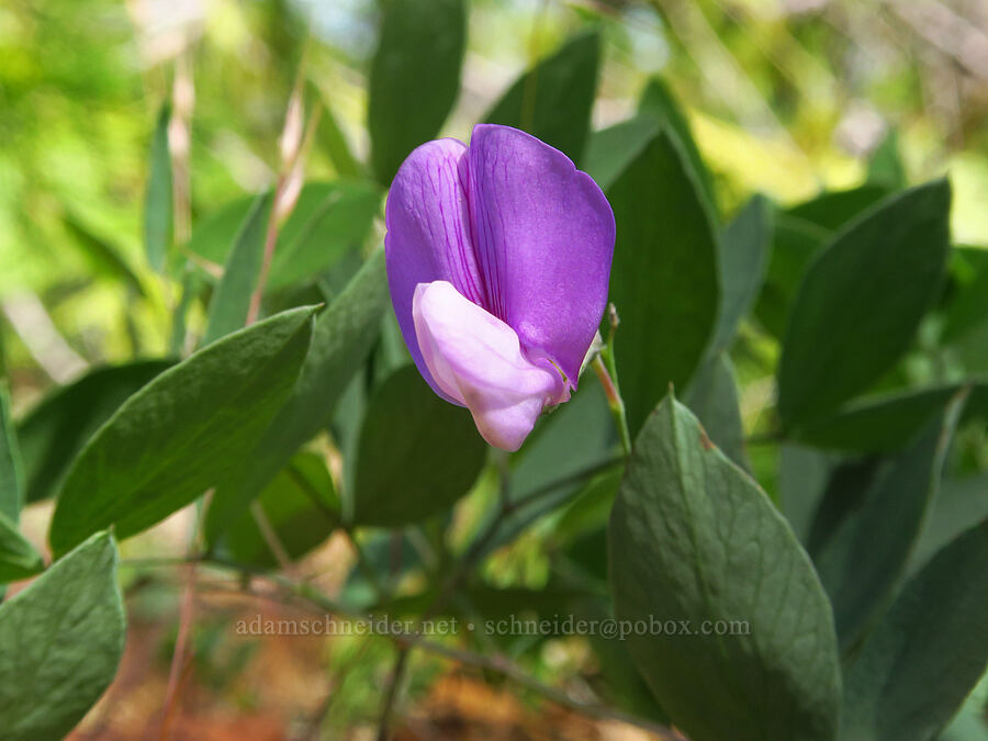 sprawling Sierra pea-vine (Lathyrus nevadensis) [Eight Dollar Mountain, Josephine County, Oregon]