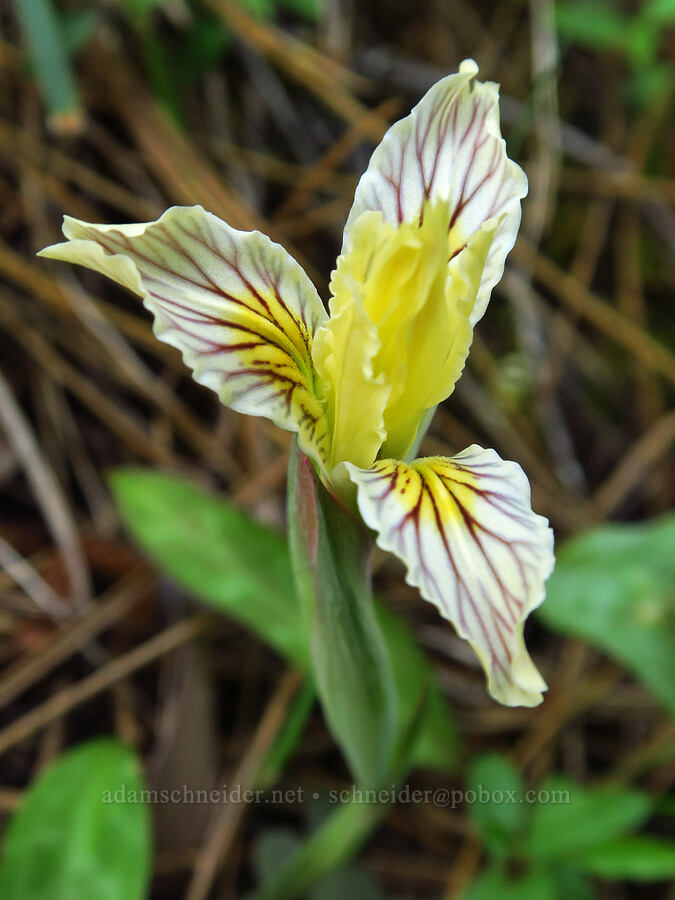 yellow-leaf iris (Iris chrysophylla) [Eight Dollar Mountain, Josephine County, Oregon]