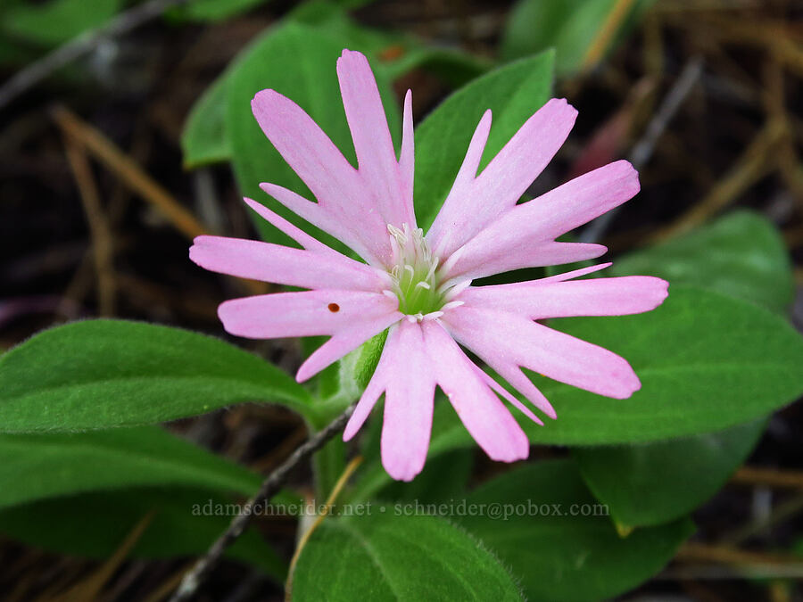 Hooker's Indian-pink (Silene hookeri ssp. hookeri) [Eight Dollar Mountain, Josephine County, Oregon]