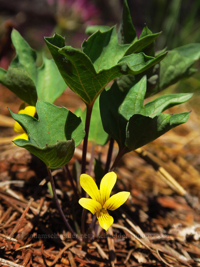 pine violet (Viola lobata ssp. lobata) [Eight Dollar Mountain, Josephine County, Oregon]