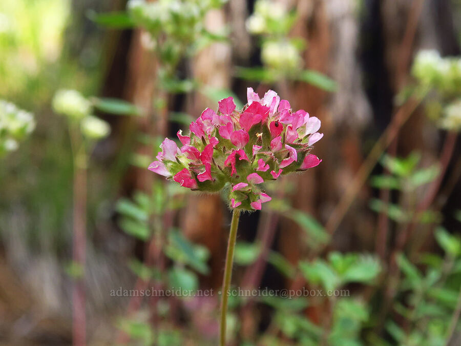 pink Josephine horkelia (Horkelia congesta ssp. nemorosa) [Eight Dollar Mountain, Josephine County, Oregon]