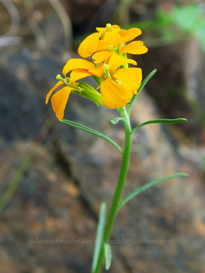 wallflower (Erysimum capitatum) [Eight Dollar Mountain, Josephine County, Oregon]