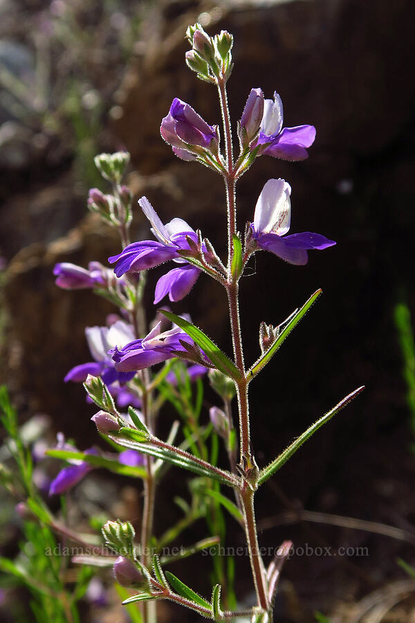 narrow-leaf blue-eyed-Mary (Collinsia linearis (Collinsia rattanii var. linearis)) [Eight Dollar Mountain, Josephine County, Oregon]