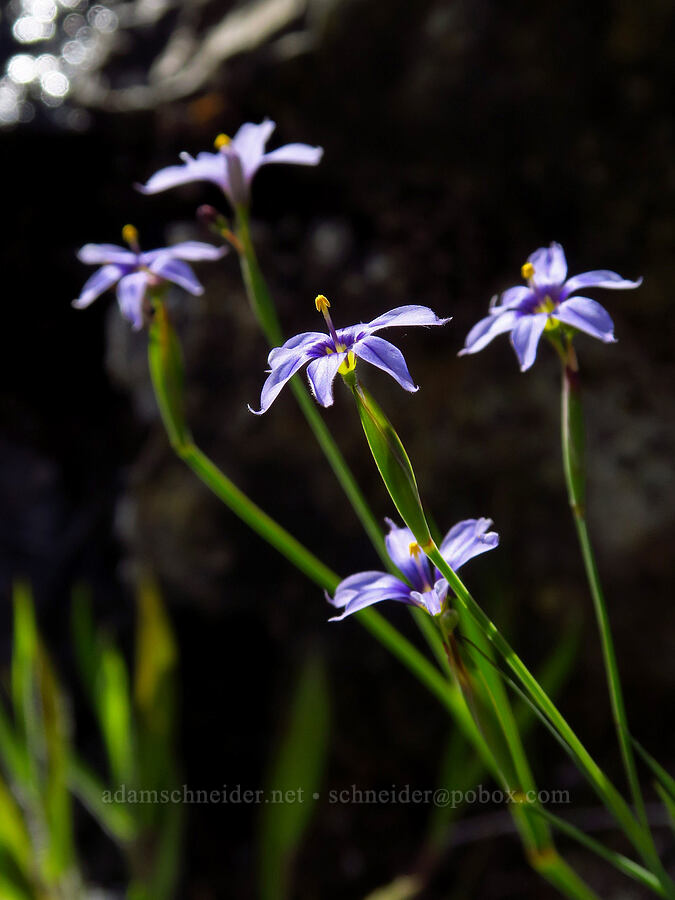 western blue-eyed-grass (Sisyrinchium bellum) [Eight Dollar Mountain, Josephine County, Oregon]