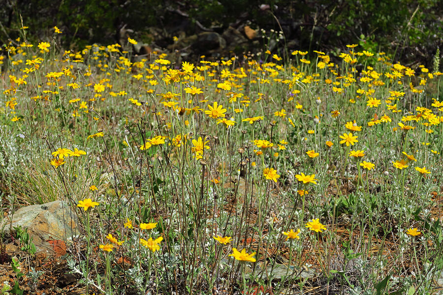 yarrow-leaf Oregon sunshine (Eriophyllum lanatum var. achilleoides) [Eight Dollar Mountain, Josephine County, Oregon]