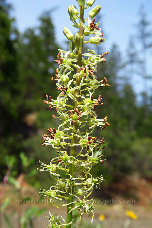 Klamath rush-lily (Hastingsia serpentinicola (Hastingsia alba)) [Eight Dollar Mountain, Josephine County, Oregon]