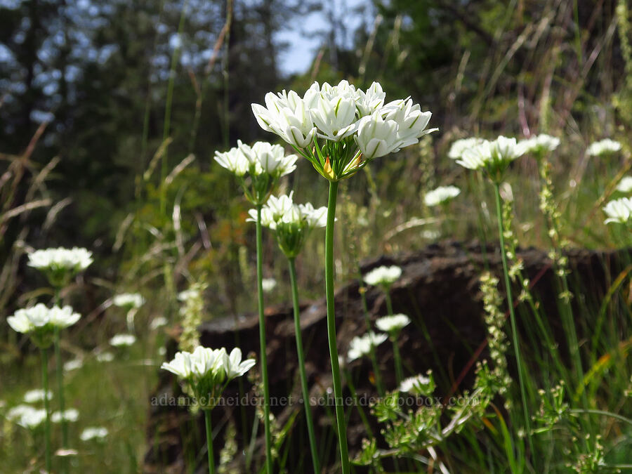 white brodiaea (Triteleia hyacinthina (Brodiaea hyacinthina)) [Eight Dollar Mountain, Josephine County, Oregon]