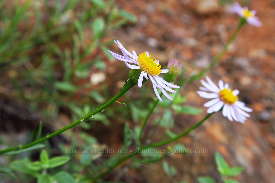 leafy fleabane (Erigeron foliosus var. confinis) [Eight Dollar Mountain, Josephine County, Oregon]