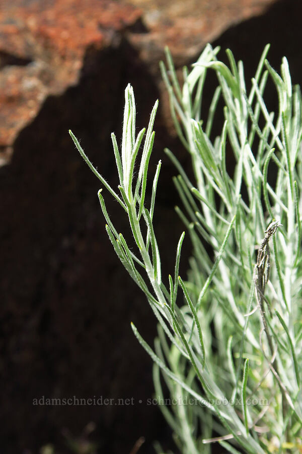 gray rabbitbrush leaves (?) (Ericameria nauseosa (Chrysothamnus nauseosus)) [Eight Dollar Mountain, Josephine County, Oregon]