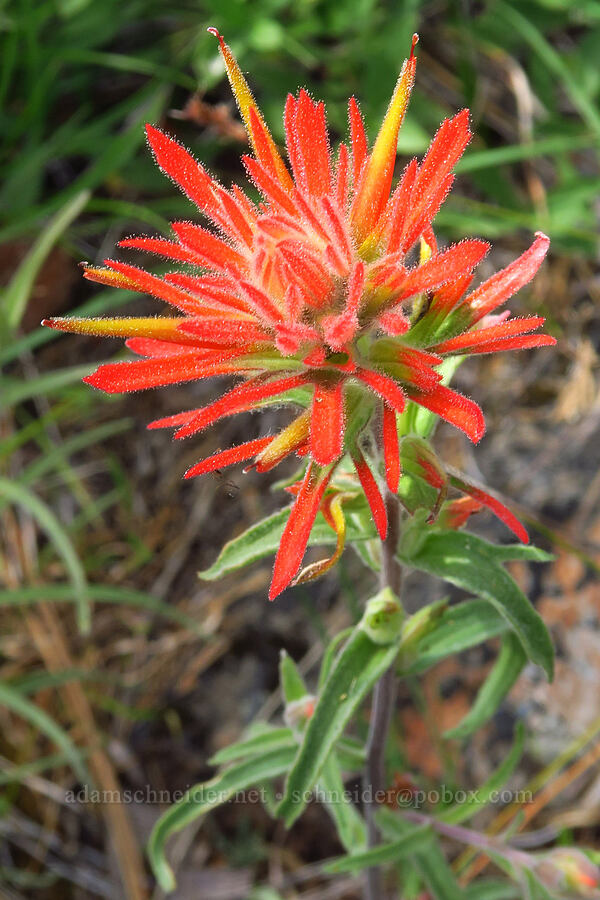 frosted paintbrush (Castilleja pruinosa) [Eight Dollar Mountain, Josephine County, Oregon]