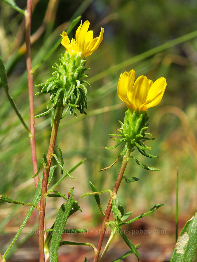 gumweed (Grindelia hirsutula) [Eight Dollar Mountain, Josephine County, Oregon]