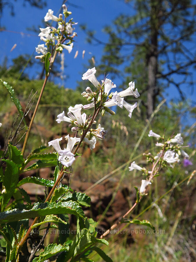 yerba santa (Eriodictyon californicum (Wigandia californica)) [Eight Dollar Mountain, Josephine County, Oregon]