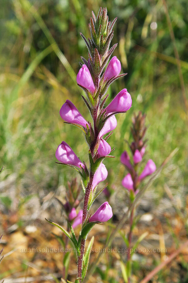 rosy owl's-clover (Orthocarpus bracteosus) [Eight Dollar Mountain Botanical Area, Rogue River-Siskiyou National Forest, Josephine County, Oregon]