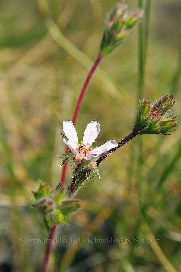 Howell's horkelia (Horkelia howellii) [Eight Dollar Mountain Botanical Area, Rogue River-Siskiyou National Forest, Josephine County, Oregon]