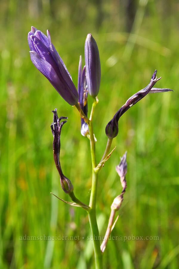 great camas, fading (Camassia leichtlinii ssp. suksdorfii) [Eight Dollar Mountain Botanical Area, Rogue River-Siskiyou National Forest, Josephine County, Oregon]