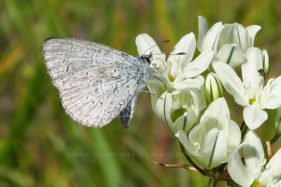 echo azure butterfly on white brodiaea (Celastrina echo) [Eight Dollar Mountain Botanical Area, Rogue River-Siskiyou National Forest, Josephine County, Oregon]