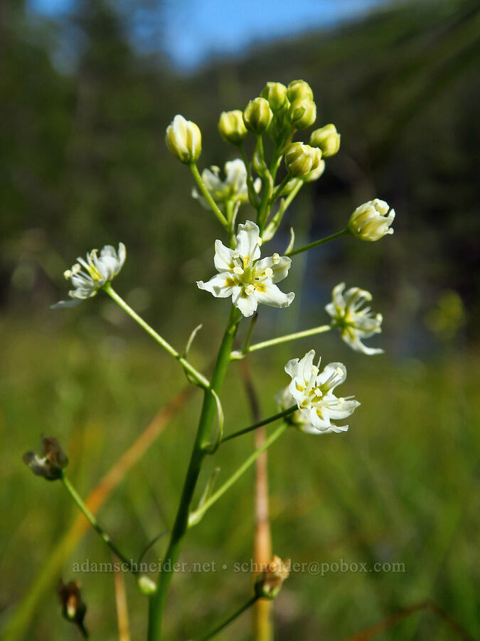 small-flowered death-camas (Toxicoscordion micranthum (Zigadenus micranthus)) [Eight Dollar Mountain Botanical Area, Rogue River-Siskiyou National Forest, Josephine County, Oregon]