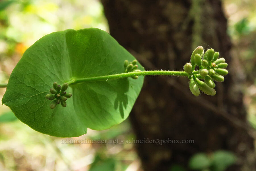 pink honeysuckle, budding (Lonicera hispidula) [Eight Dollar Mountain Botanical Area, Rogue River-Siskiyou National Forest, Josephine County, Oregon]