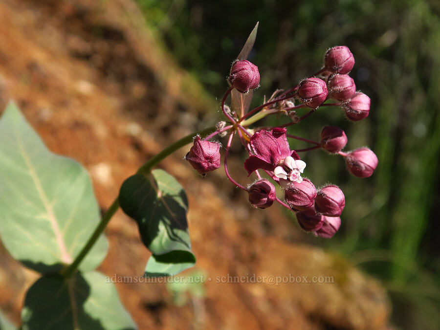 purple milkweed (Asclepias cordifolia) [Eight Dollar Mountain Botanical Area, Rogue River-Siskiyou National Forest, Josephine County, Oregon]