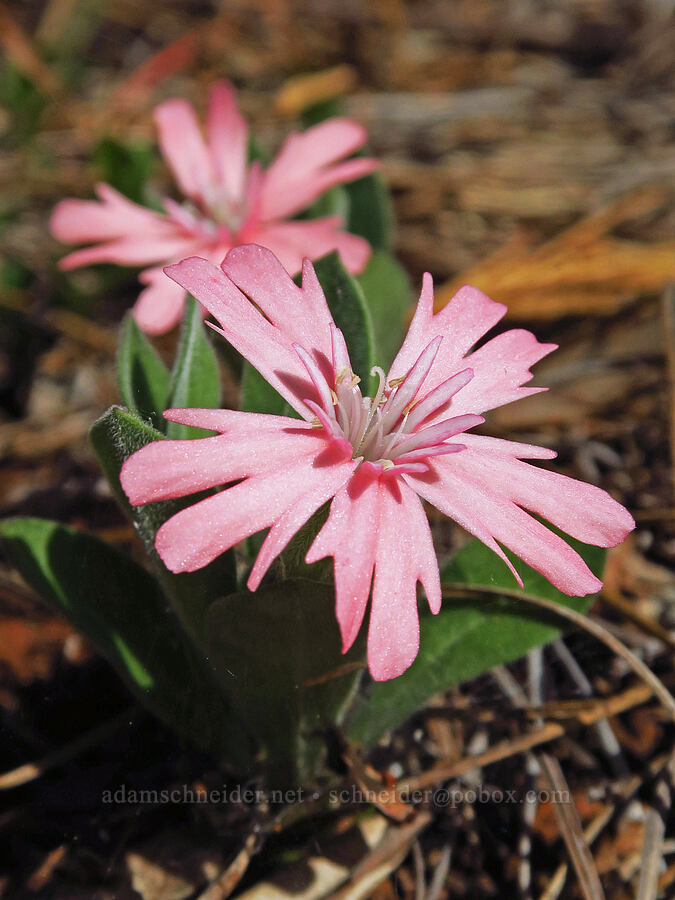 Hooker's Indian-pink (Silene hookeri ssp. hookeri) [Little Falls Trail, Rogue River-Siskiyou National Forest, Josephine County, Oregon]