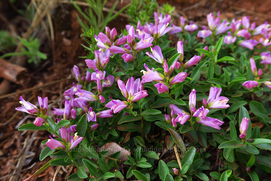 California milkwort (Polygala californica (Rhinotropis californica)) [Little Falls Trail, Rogue River-Siskiyou National Forest, Josephine County, Oregon]