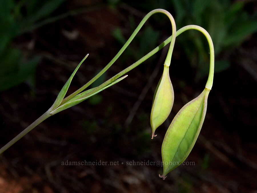 Tolmie's mariposa lily, going to seed (Calochortus tolmiei) [Little Falls Trail, Rogue River-Siskiyou National Forest, Josephine County, Oregon]