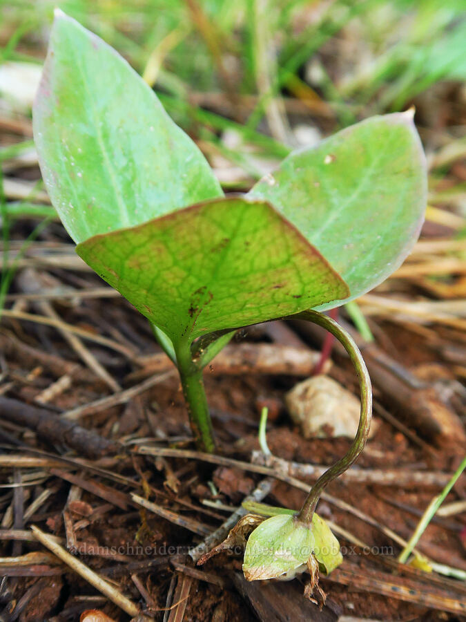 Siskiyou trillium, going to seed (Pseudotrillium rivale (Trillium rivale)) [Little Falls Trail, Rogue River-Siskiyou National Forest, Josephine County, Oregon]