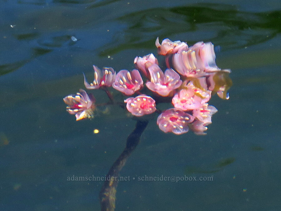 Indian rhubarb (umbrella plant), blooming underwater (Darmera peltata) [Little Falls Trail, Rogue River-Siskiyou National Forest, Josephine County, Oregon]