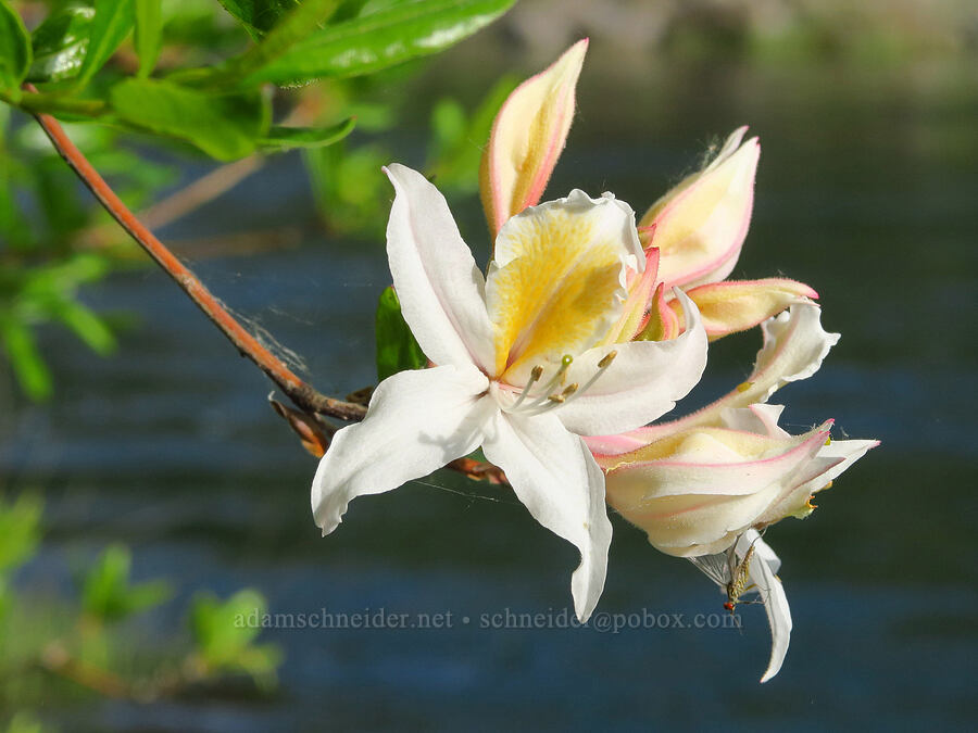 western azalea (Rhododendron occidentale) [Little Falls Trail, Rogue River-Siskiyou National Forest, Josephine County, Oregon]