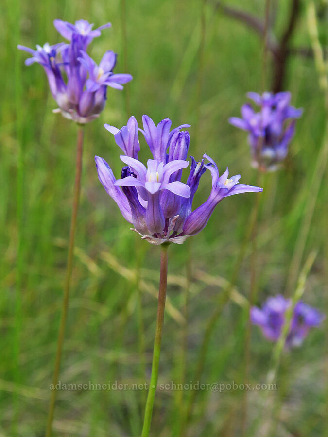 round-tooth ookow (Dichelostemma multiflorum (Brodiaea multiflora)) [Little Falls Trail, Rogue River-Siskiyou National Forest, Josephine County, Oregon]