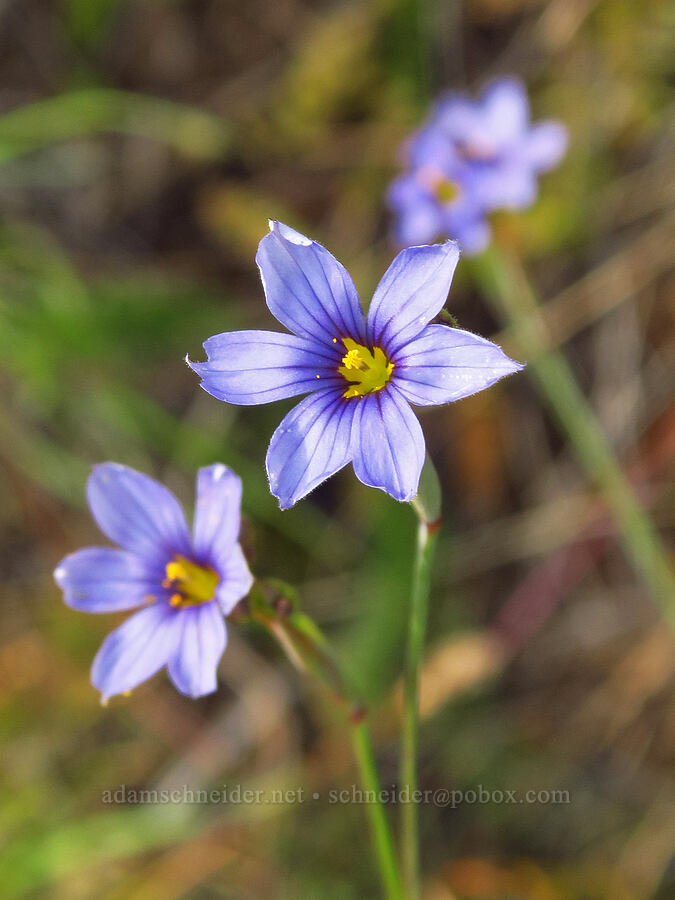 western blue-eyed-grass (Sisyrinchium bellum) [Little Falls Trail, Rogue River-Siskiyou National Forest, Josephine County, Oregon]