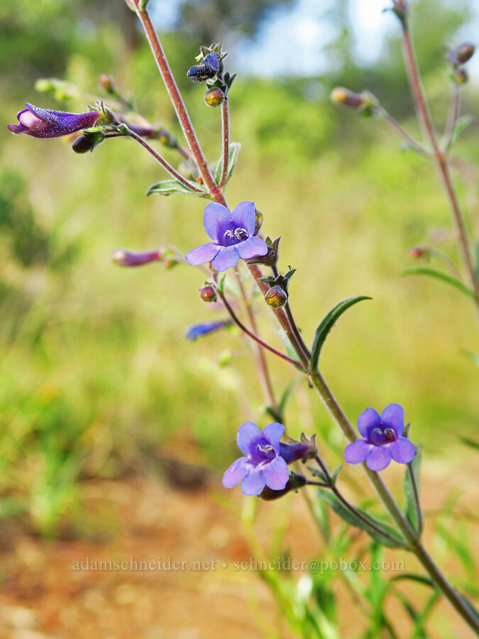 mountain blue penstemon (Penstemon laetus var. sagittatus) [Little Falls Trail, Rogue River-Siskiyou National Forest, Josephine County, Oregon]