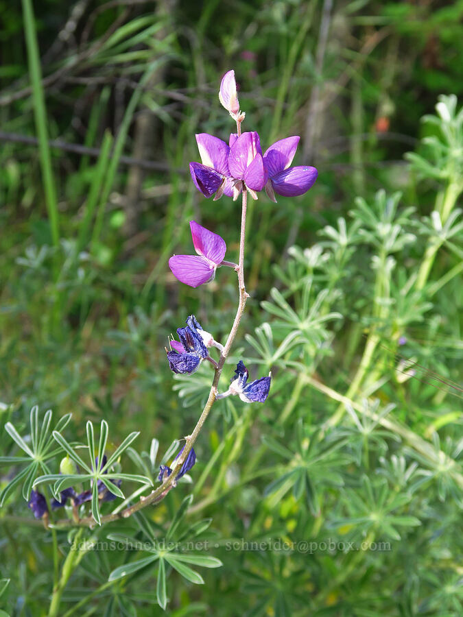 silver bush lupine (?) (Lupinus albifrons) [Little Falls Trail, Rogue River-Siskiyou National Forest, Josephine County, Oregon]