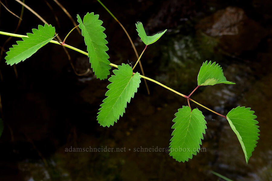 great burnet leaves (Sanguisorba officinalis (Poterium officinale)) [Jeffrey Pine Loop Trail, Josephine County, Oregon]