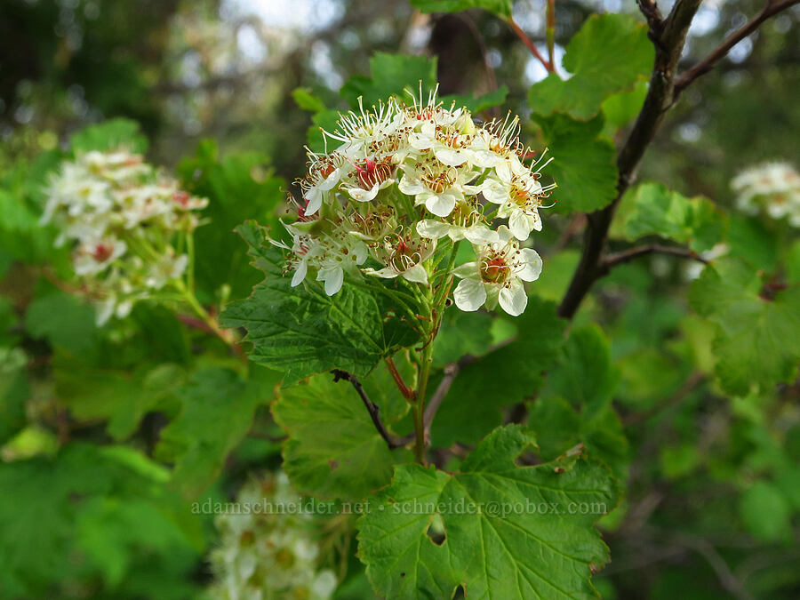 Pacific nine-bark (Physocarpus capitatus) [Jeffrey Pine Loop Trail, Josephine County, Oregon]