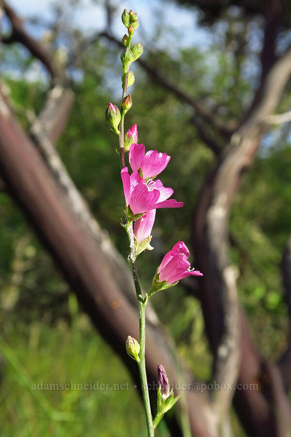 dwarf checker-bloom (harsh checker-mallow) (Sidalcea asprella (Sidalcea malviflora ssp. asprella)) [Jeffrey Pine Loop Trail, Josephine County, Oregon]