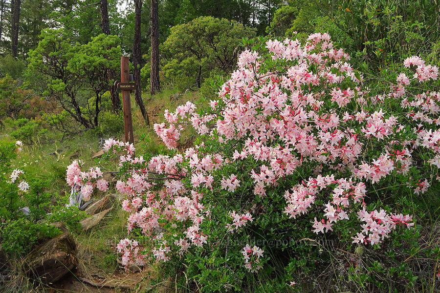 western azaleas (Rhododendron occidentale) [Jeffrey Pine Loop Trail, Rogue River-Siskiyou National Forest, Josephine County, Oregon]