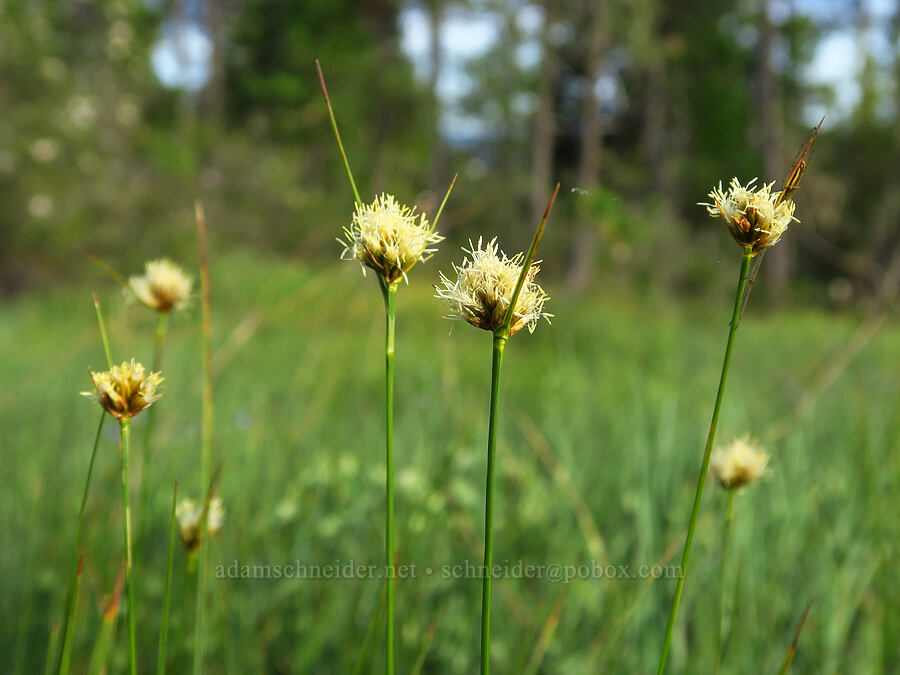 fringed cotton-grass (Calliscirpus criniger (Eriophorum crinigerum)) [Eight Dollar Mountain Botanical Wayside, Josephine County, Oregon]