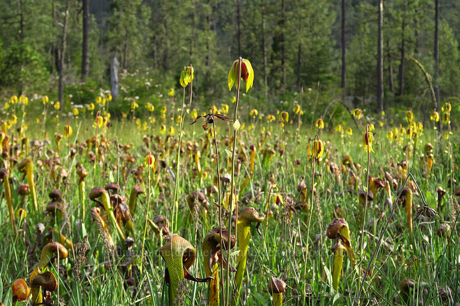 California pitcher plant flowers (Darlingtonia californica) [Eight Dollar Mountain Botanical Wayside, Josephine County, Oregon]