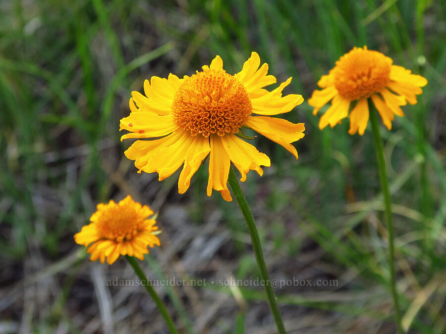 Bigelow's sneezeweed (Helenium bigelovii) [Eight Dollar Mountain Botanical Wayside, Josephine County, Oregon]