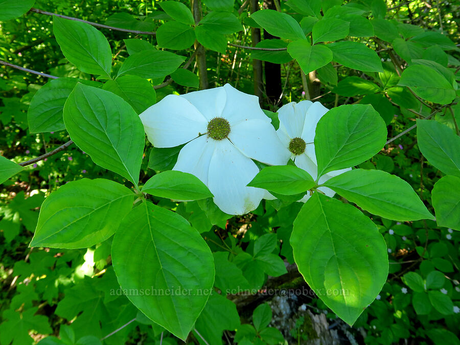 Pacific dogwood (Cornus nuttallii) [Gorge Trail #400, John B. Yeon State Park, Multnomah County, Oregon]