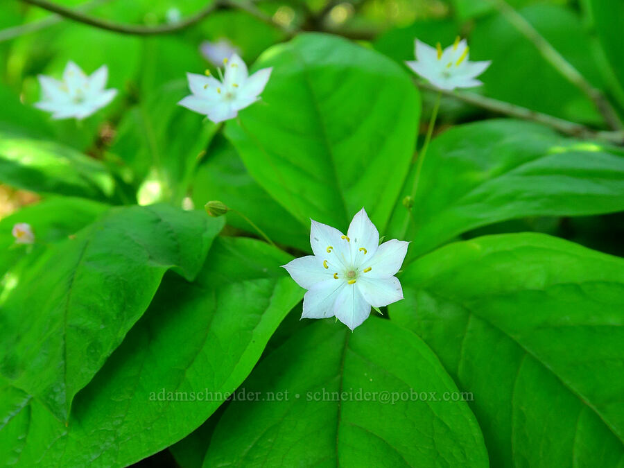 western starflower (Lysimachia latifolia (Trientalis borealis ssp. latifolia)) [Gorge Trail #400, John B. Yeon State Park, Multnomah County, Oregon]