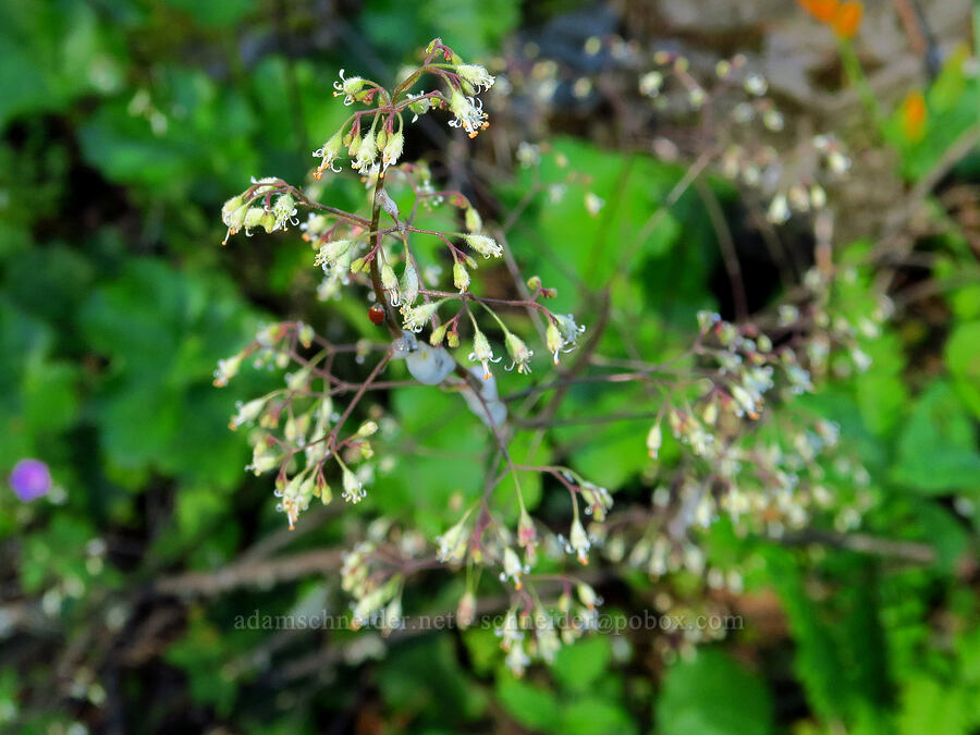 small-flowered alumroot (Heuchera micrantha) [Gorge Trail #400, John B. Yeon State Park, Multnomah County, Oregon]