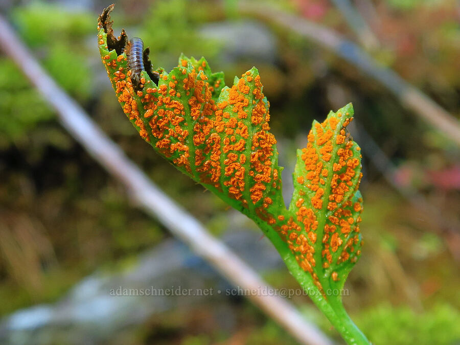 rust fungus on a blackberry leaf (Gymnoconia sp., Rubus sp.) [Gorge Trail #400, John B. Yeon State Park, Multnomah County, Oregon]