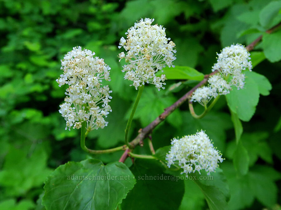 red-stem ceanothus (buckbrush) (Ceanothus sanguineus) [Gorge Trail #400, John B. Yeon State Park, Multnomah County, Oregon]