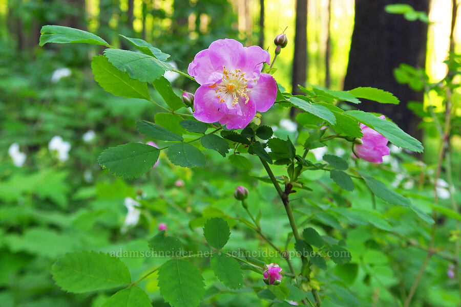 wild rose (Rosa sp.) [Gorge Trail #400, John B. Yeon State Park, Multnomah County, Oregon]