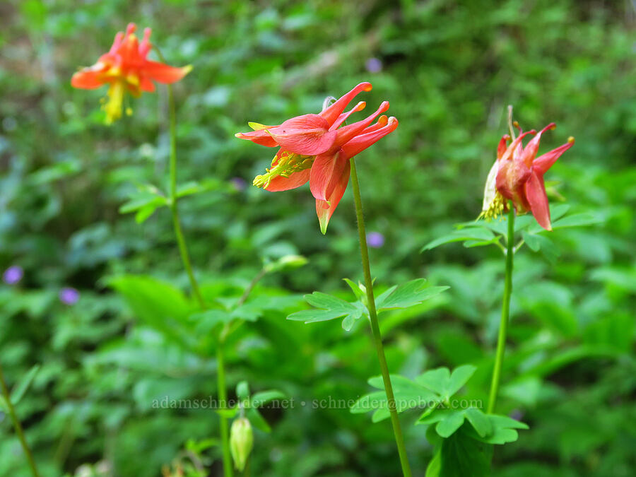 western columbine (Aquilegia formosa) [Gorge Trail #400, John B. Yeon State Park, Multnomah County, Oregon]