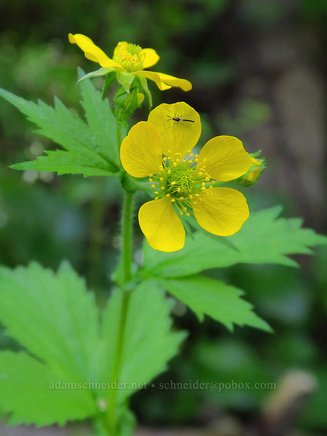 large-leaf avens (Geum macrophyllum) [Gorge Trail #400, John B. Yeon State Park, Multnomah County, Oregon]